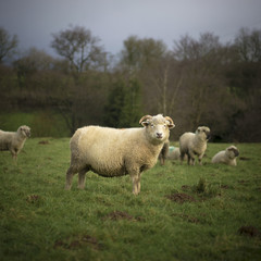Cotswold Sheep  - obrazy, fototapety, plakaty