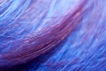 Fototapeta premium Abstract backgrounds. Closeup of a human hair.