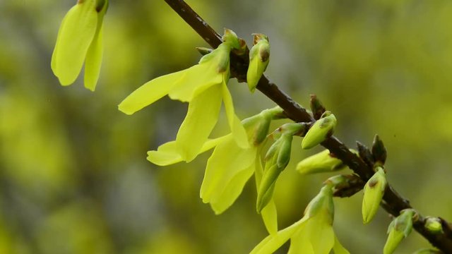 Forsythien, Bl&uuml;te im Fr&uuml;hjahr