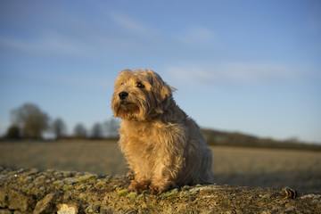 Norfolk Terrier in on wall