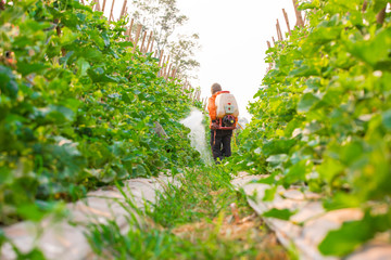 spraying pesticide in cantaloupe garden
