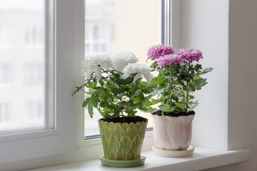 chrysanthemum in pot on window sill