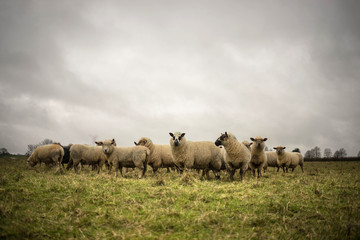 Obraz premium Flock of Mixed and Cotswold Sheep 