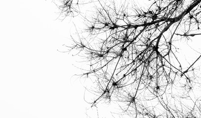 graphic b/W tree branches on white background