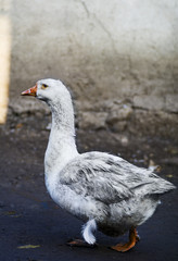 white goose walking in the yard stretching his neck
