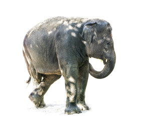 Fototapeta premium on a white - elephant with the play of light and shadow in a funny position