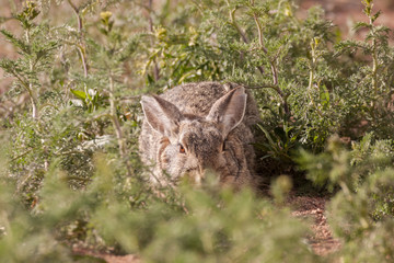 Cottontail Rabbit