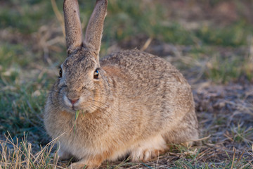 Cottontail Rabbit