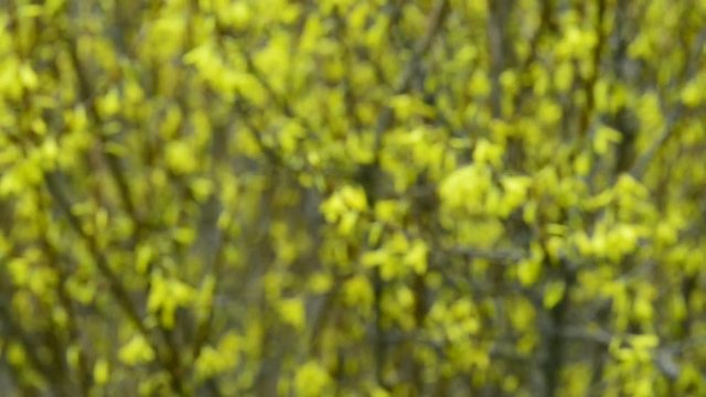 Forsythien, Bl&uuml;te im Fr&uuml;hjahr