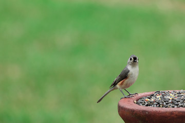 Naklejka premium Tufted Titmouse