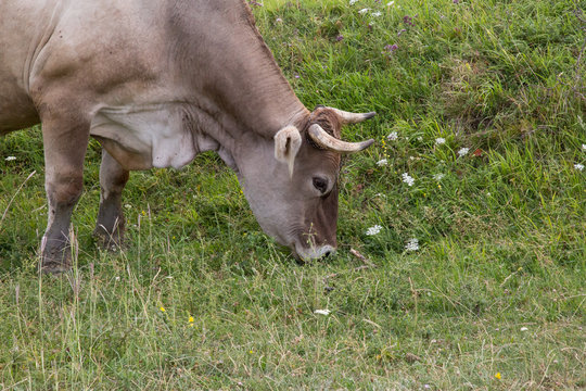 Just a cow