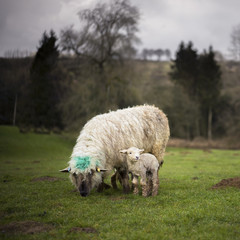 Cotswold Sheep and Lambs - obrazy, fototapety, plakaty