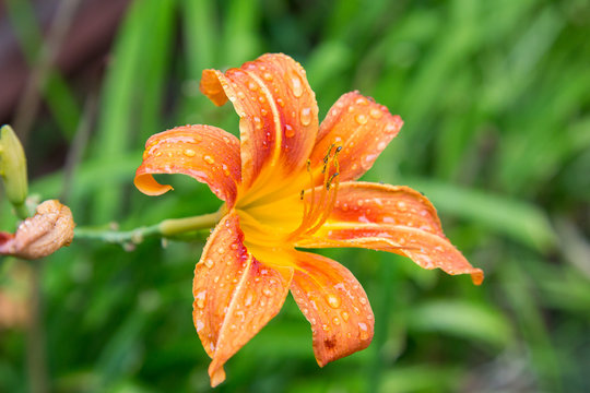 An imperial lily after a summer rain ...