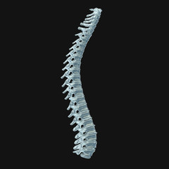 Human spine made from glass. Anatomy 3D illustration.