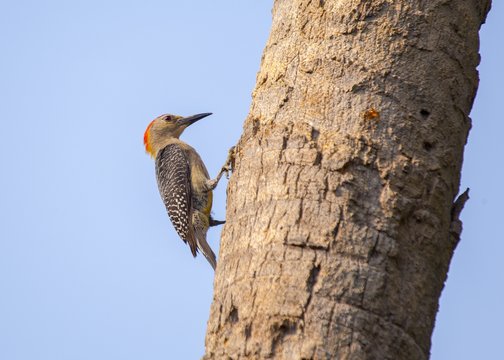 Golden-Olive Woodpecker (Colaptes Rubiginosus)