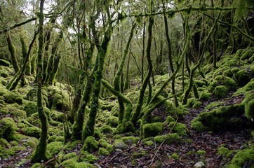 Forêt humide
