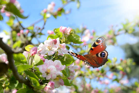 Fr&uuml;hling 354