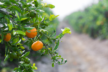 tangerines growing on a tree