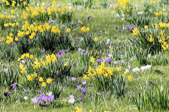 Fr&uuml;hlingswiese, blumenwiese, fr&uuml;hlingserwachen