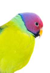 the exotic colorful birds