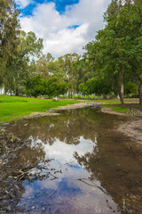 Fototapeta na wymiar lake woods in the spring