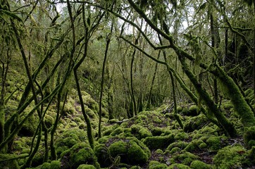 Forêt humide