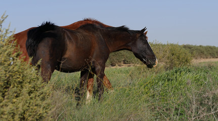 brown horses grazing