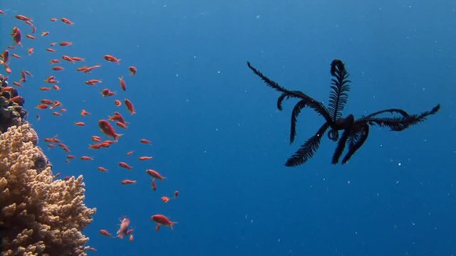 Дайвинг в Красном море близ Египта. Завораживающие пластические движения морской лилии.