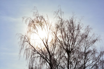 The branches of birch and the sun