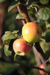 frutteto di mele 