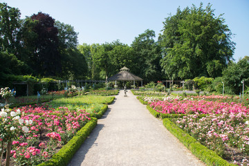 Rosengarten in Rheda, Nordrhein-Westfalen