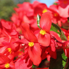 Bégonia rouge