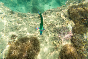 green sea fish for underwater view