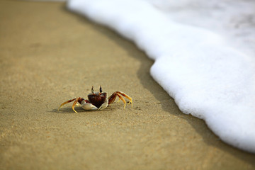 Ocypode ceratophthalmus on sand beach with sea foam