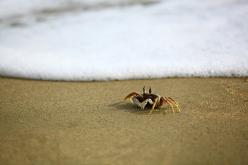 Ocypode ceratophthalmus on sand beach with sea foam