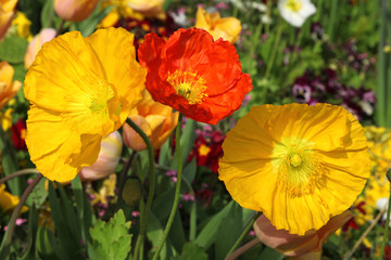 Pavots d'Islande jaune et rouge