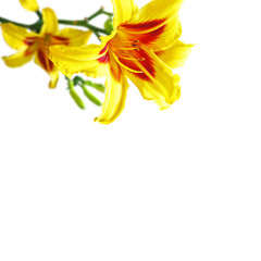 Fototapeta na wymiar close-up hemerocallis flowers on white background