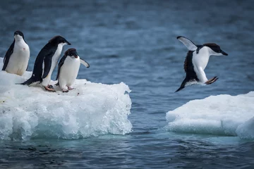  Adéliepinguïn die tussen twee ijsschotsen springt © Nick Dale