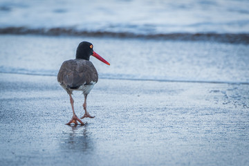 American oystercatcher on beach walking towards sea