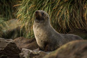 Naklejka premium Antarctic fur seal among rocks and grass