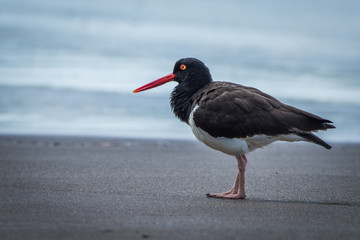 American oystercatcher standing on beach beside sea