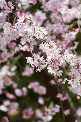 日本の桜の花　シダレザクラのクローズアップ