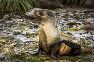 Fototapeta premium Antarctic fur seal in snow in riverbed