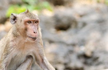 Macaque monkey