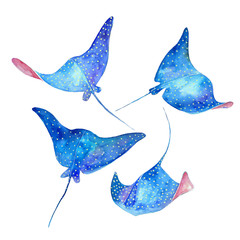 Devil fish. Watercolor illustration © librebird