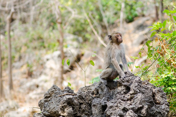 Naklejka na ściany i meble Macaque monkey