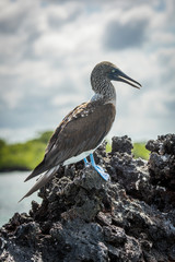 Blue-footed booby on volcanic rock beside sea