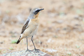 Northern wheatear male on a rock. Extremadura (Spain).