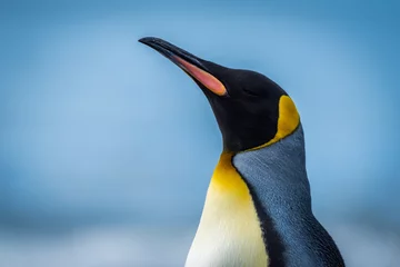 Gordijnen Close-up van koningspinguïn met zee erachter © Nick Dale