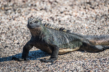 Close-up of marine iguana on sandy beach